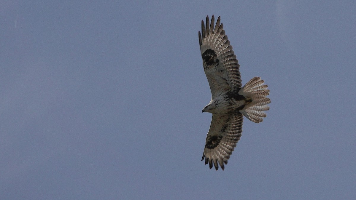 Common Buzzard (Steppe) - ML646077507