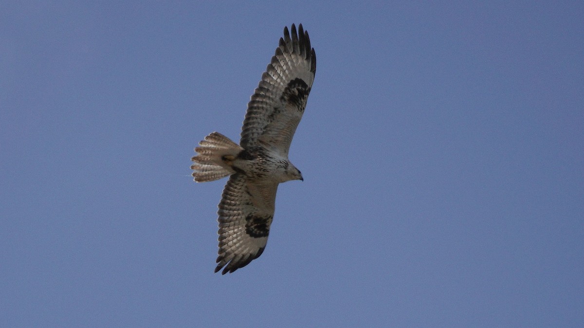 Common Buzzard (Steppe) - ML646077508
