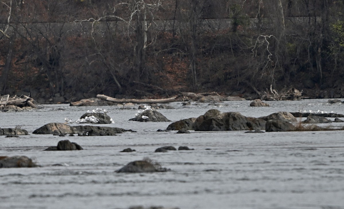 gull sp. - ML646077509
