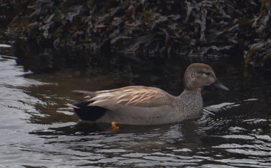 Серая утка - ML646077511