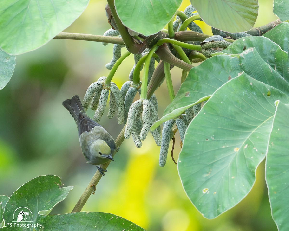 Palm Tanager - ML646077512