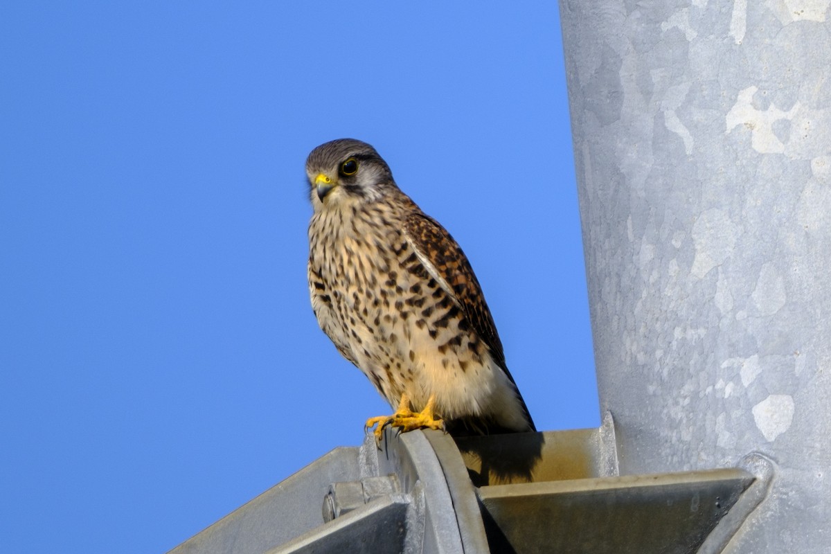 Eurasian Kestrel - ML646077530