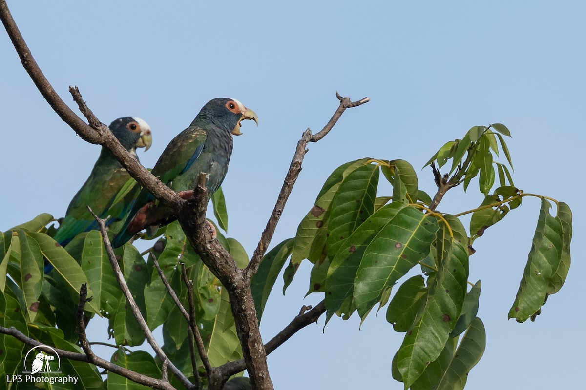 White-crowned Parrot - ML646077534