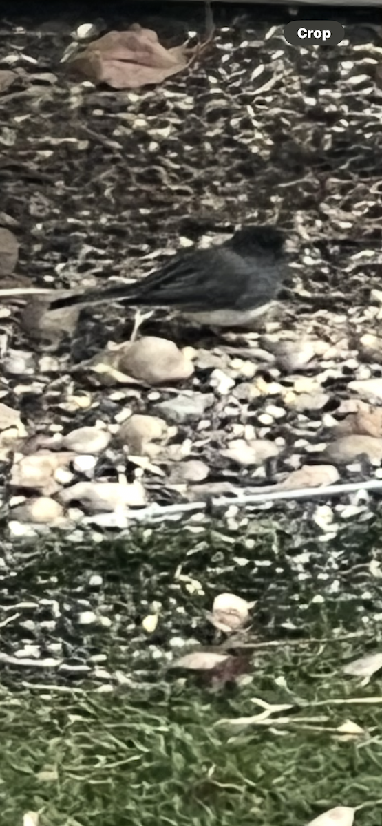 Dark-eyed Junco - ML646077535