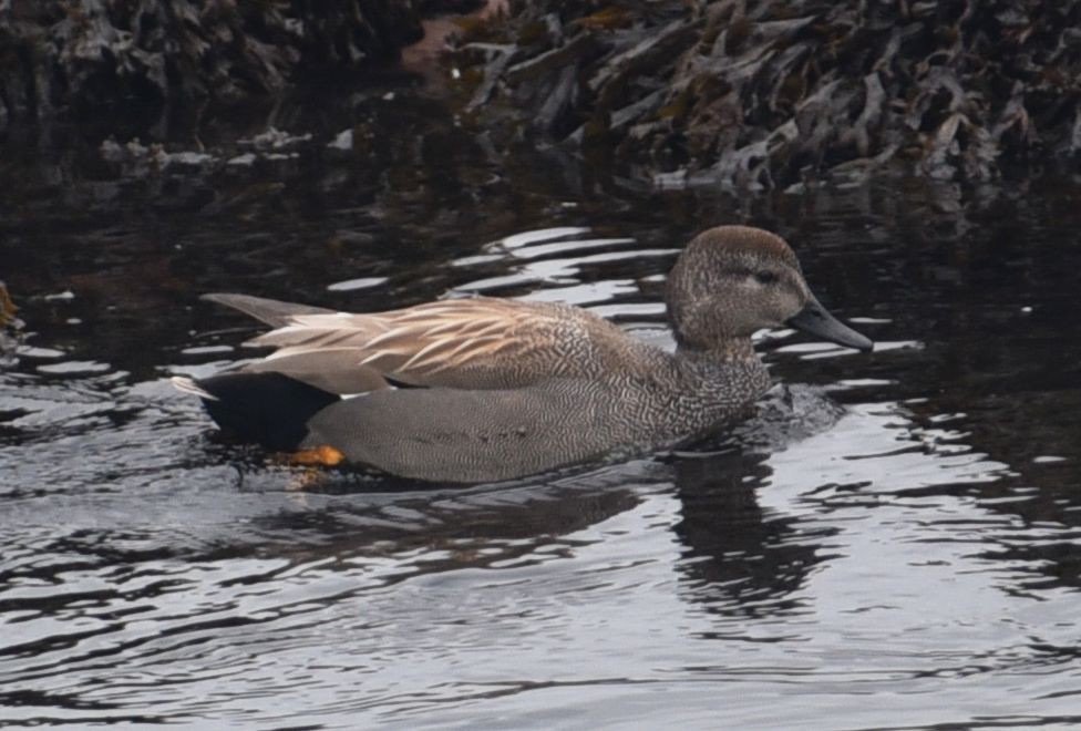 Серая утка - ML646077536