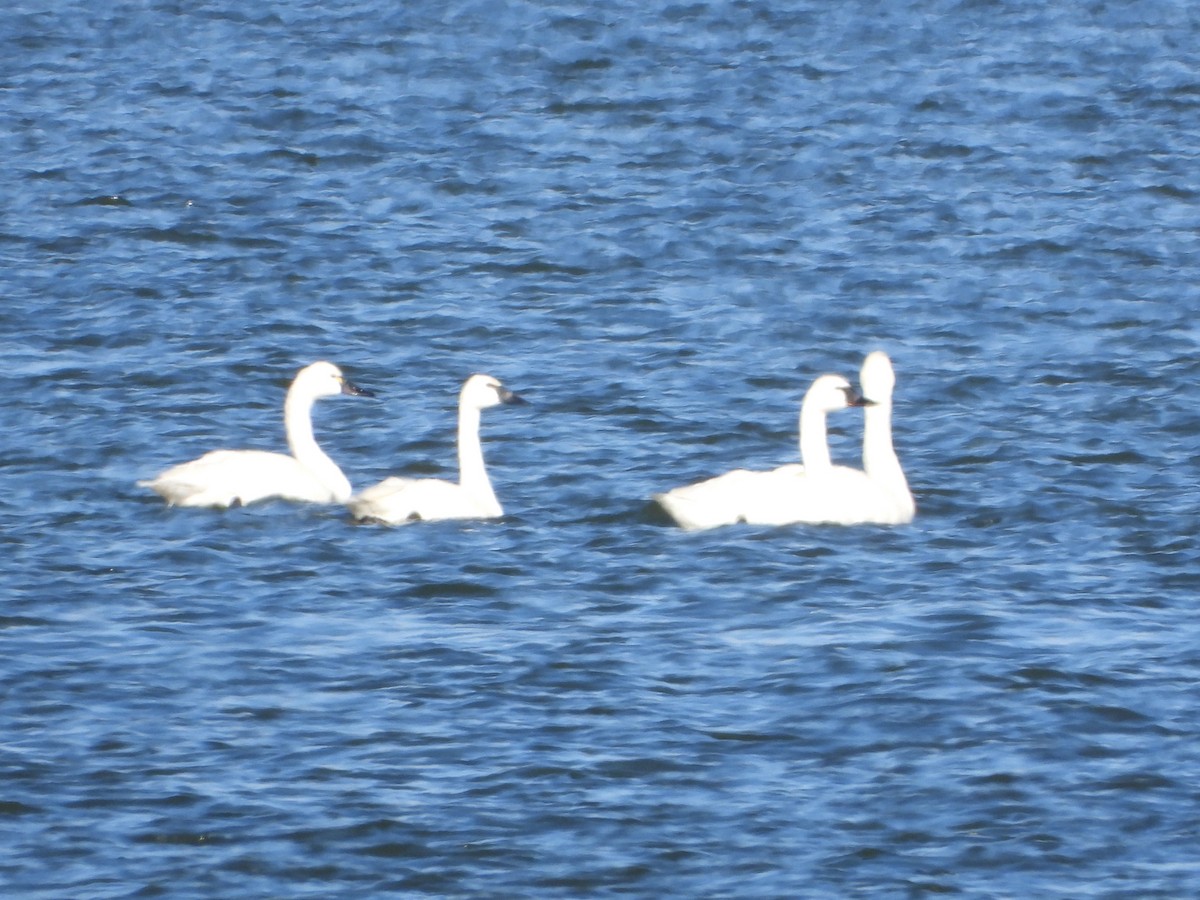 小天鵝 - ML646077538