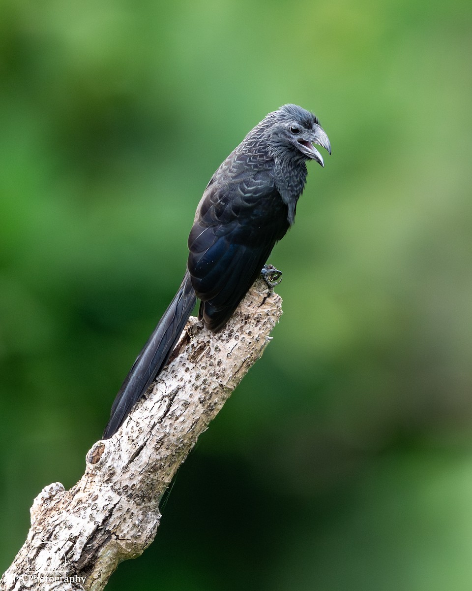 Groove-billed Ani - ML646077540