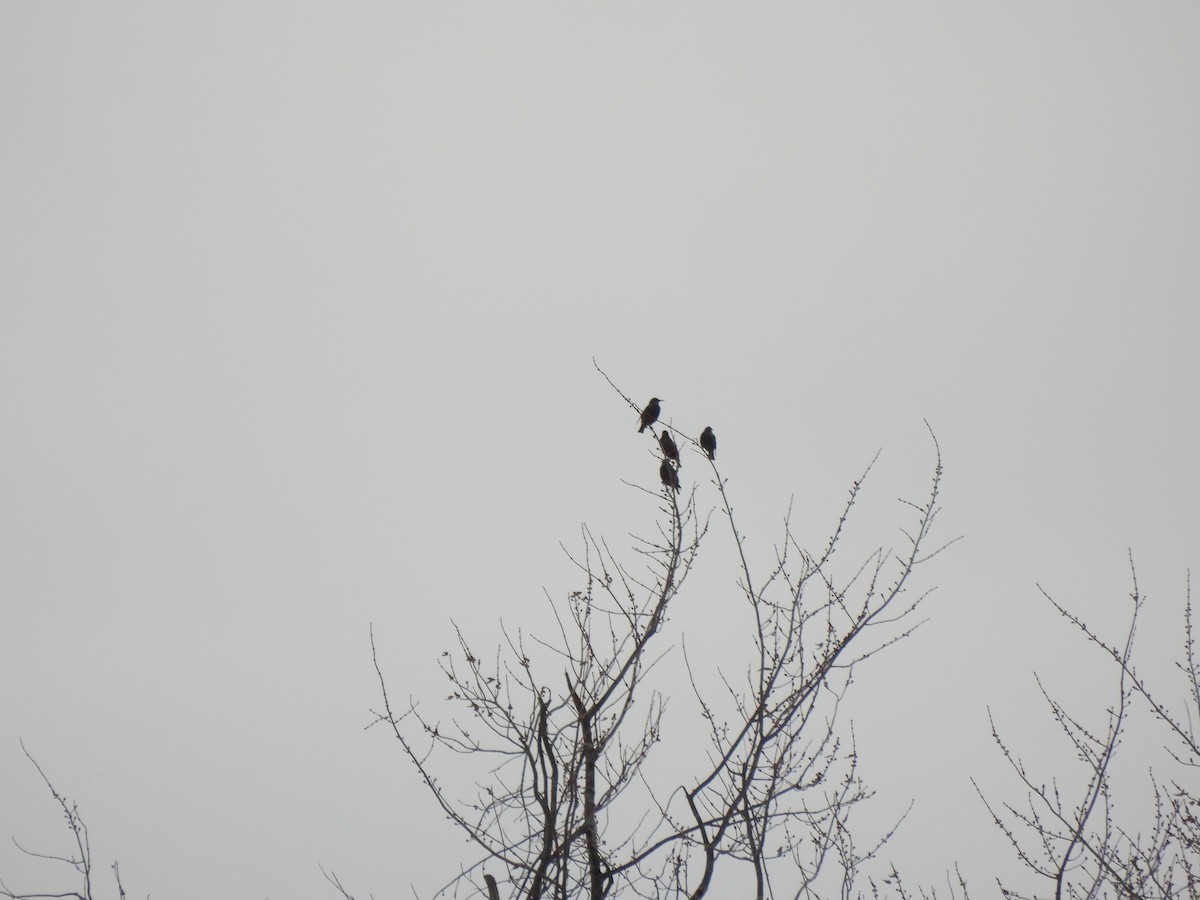 European Starling - ML646077550