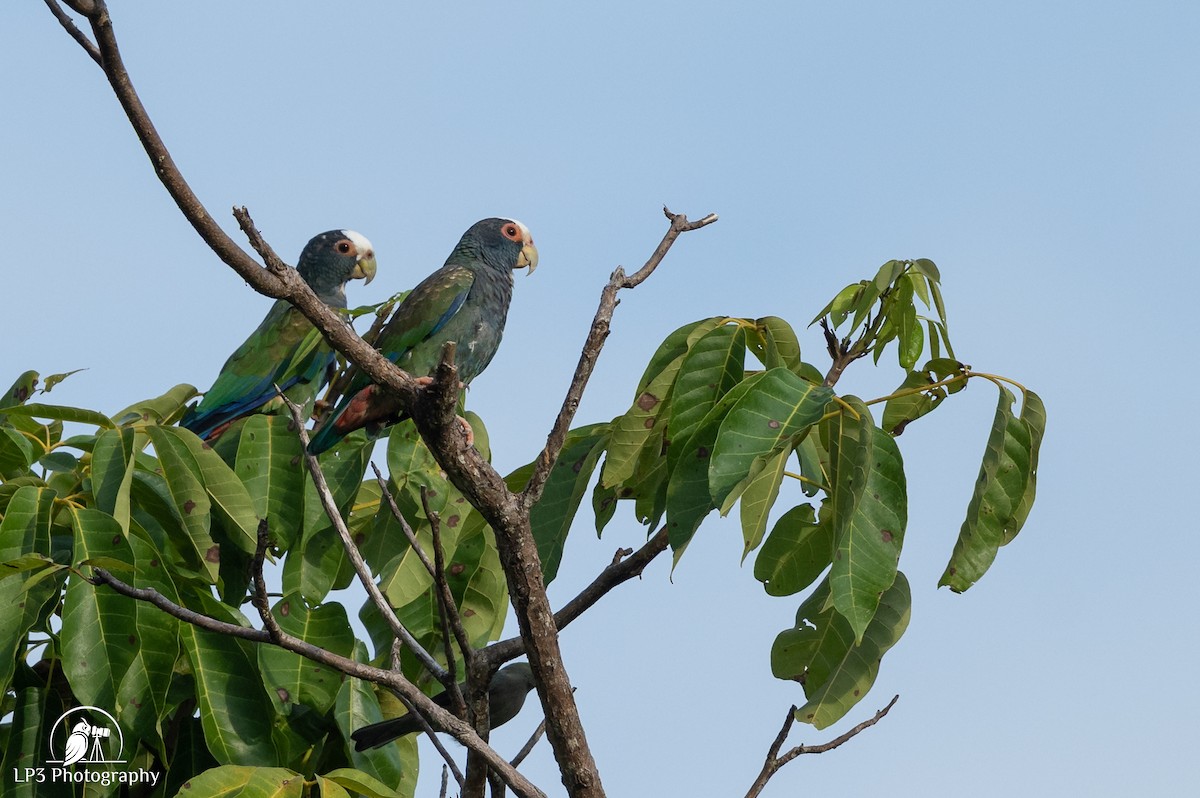 White-crowned Parrot - ML646077551