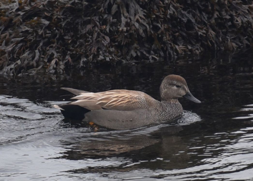 Серая утка - ML646077553