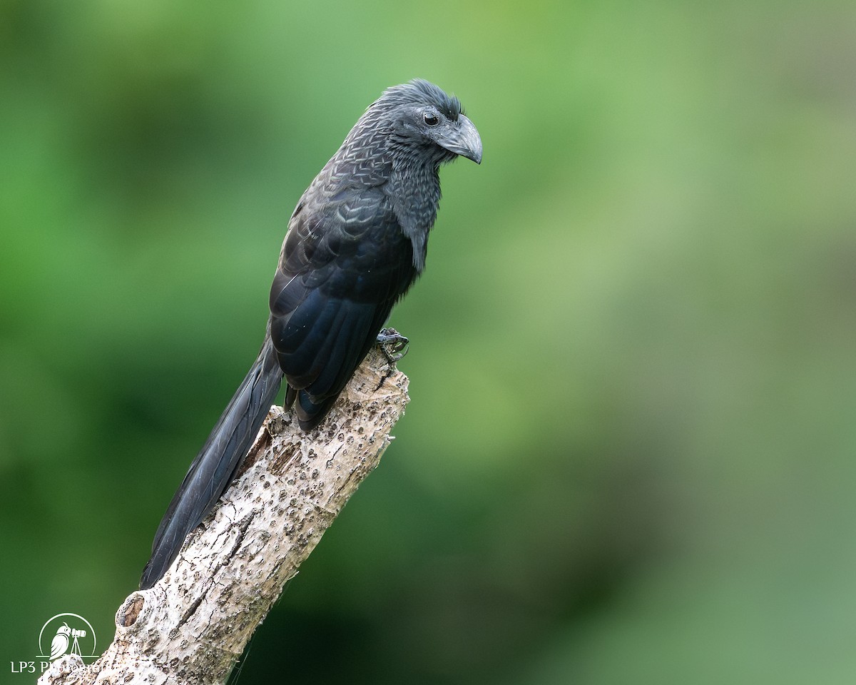 Groove-billed Ani - ML646077554