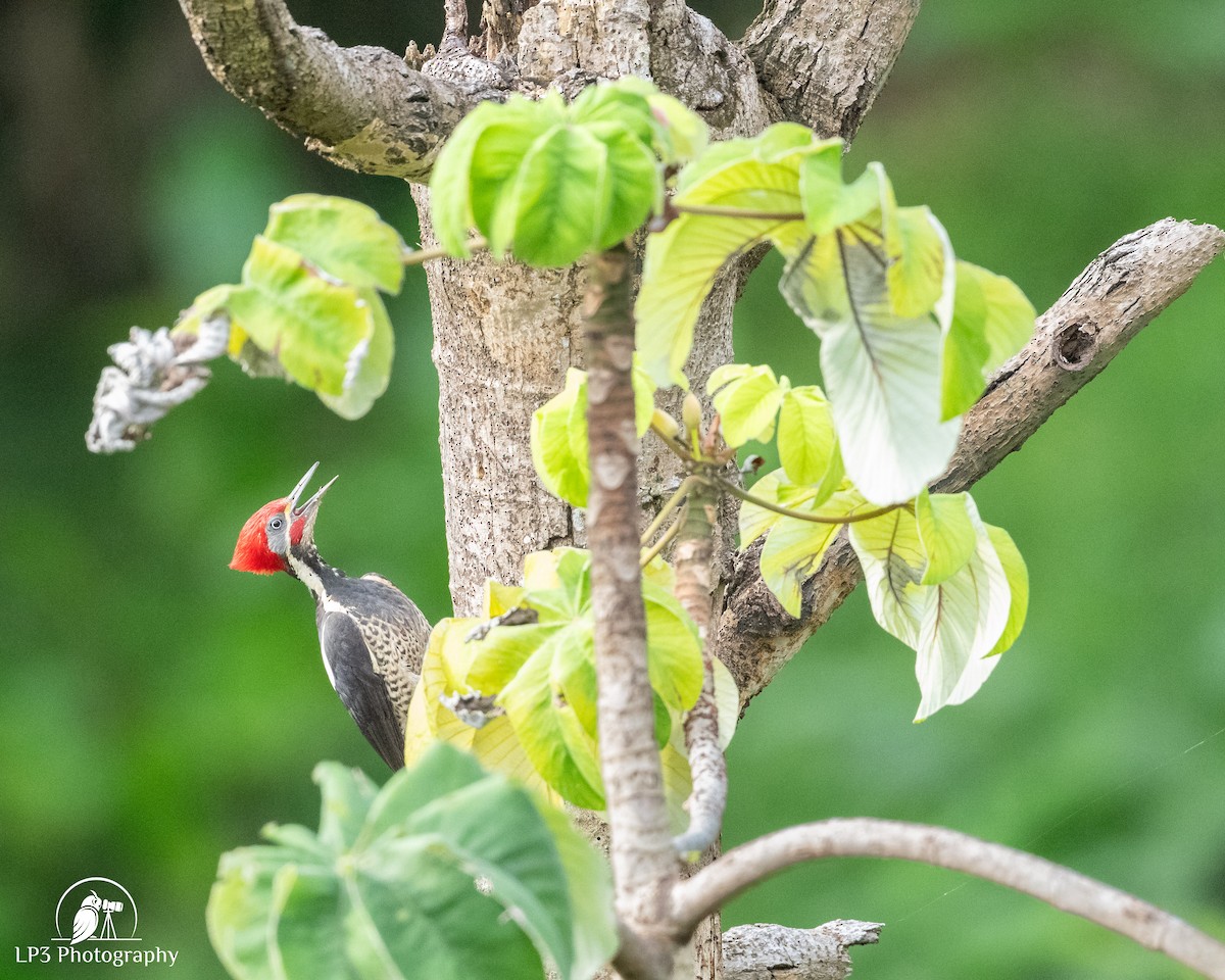 Lineated Woodpecker - ML646077556