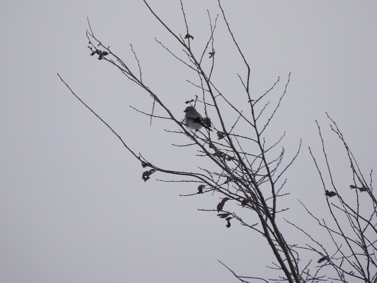 ťuhýk severní - ML646077560