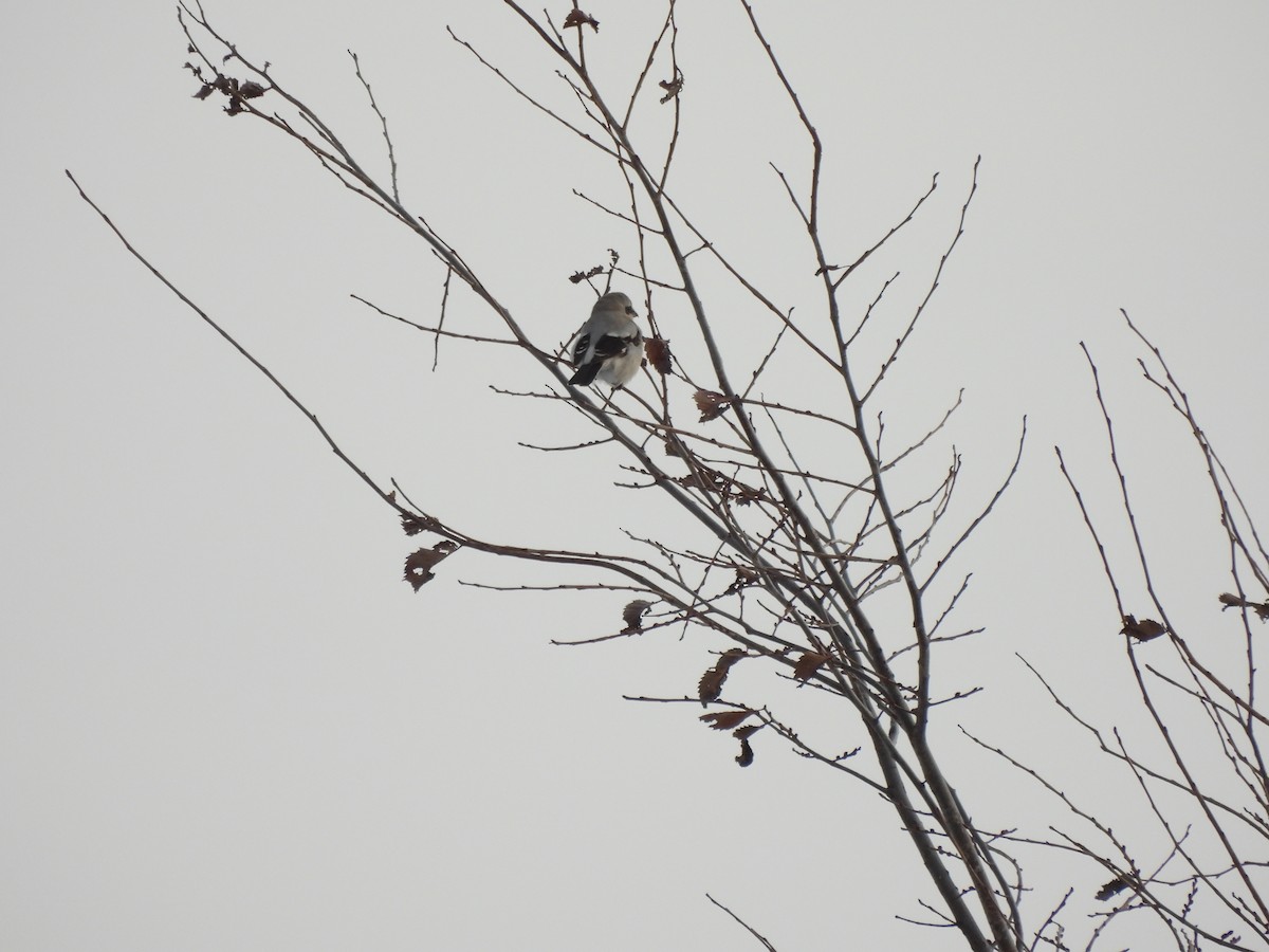 ťuhýk severní - ML646077561