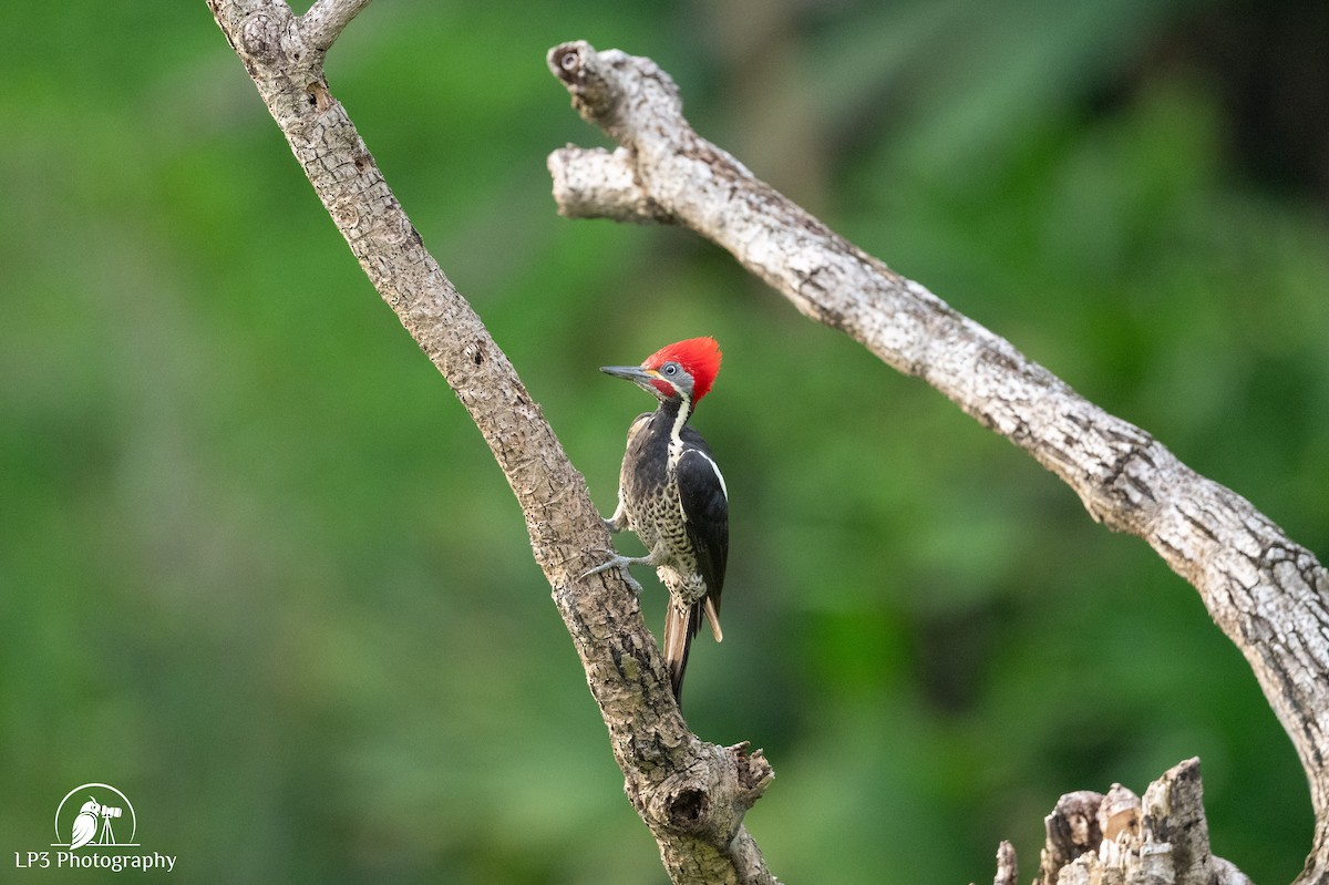 Lineated Woodpecker - ML646077563