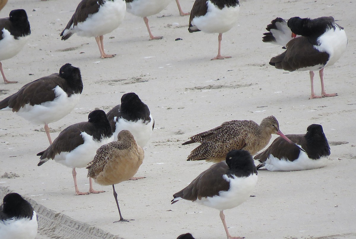 Marbled Godwit - ML646077572