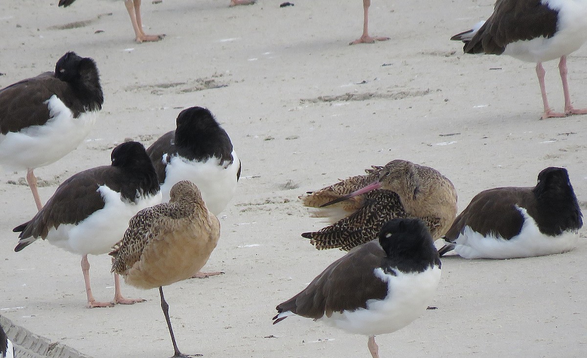 Marbled Godwit - ML646077573