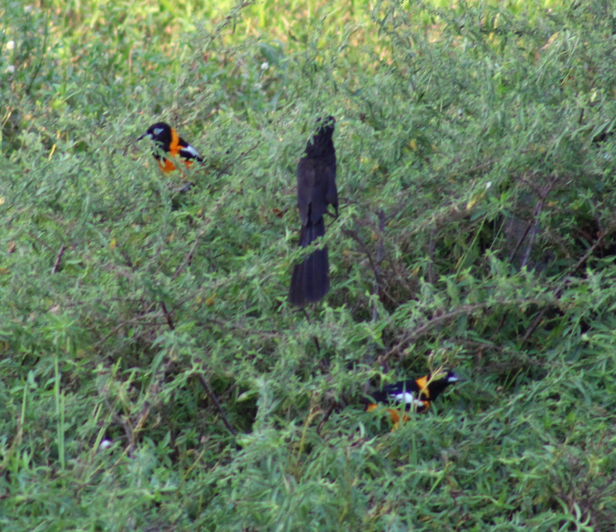 Groove-billed Ani - ML646077577