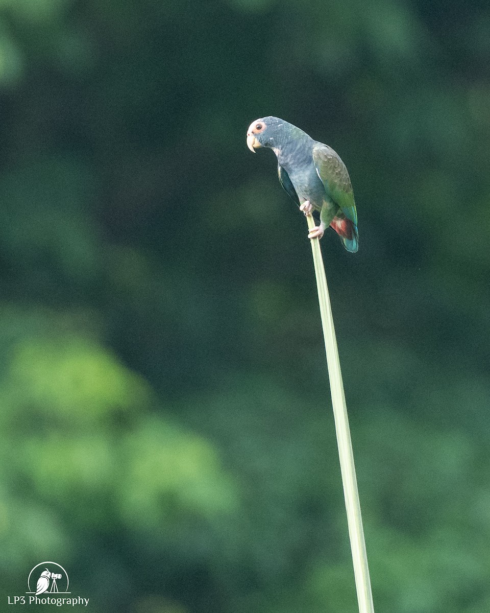 White-crowned Parrot - ML646077578