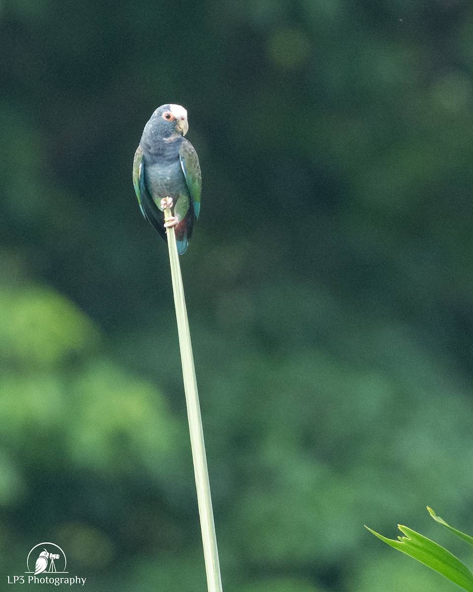 White-crowned Parrot - ML646077579