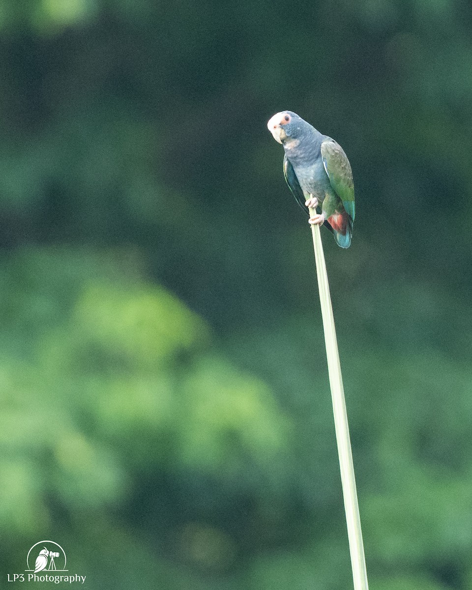 White-crowned Parrot - ML646077580
