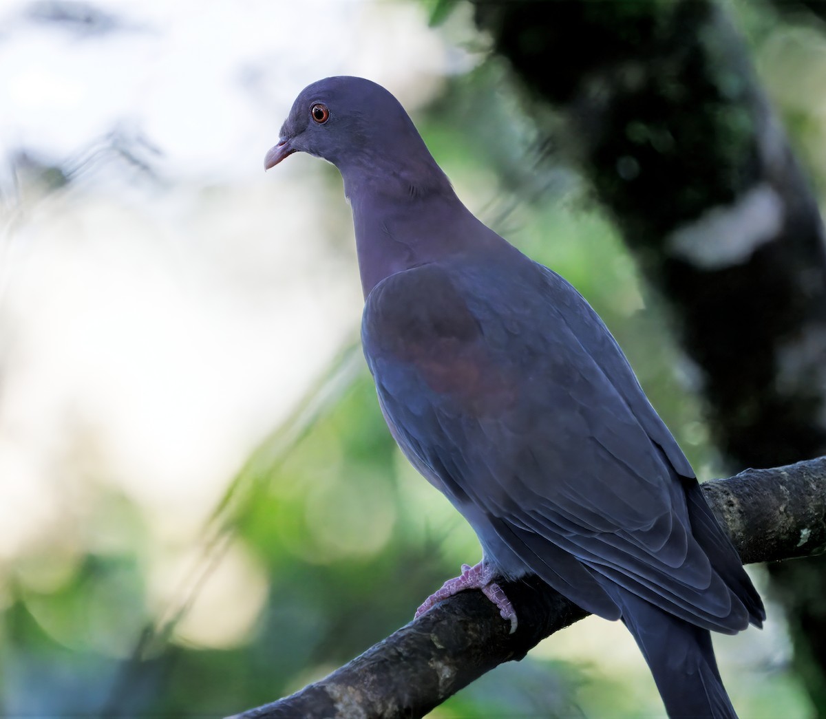 Red-billed Pigeon - ML646077585