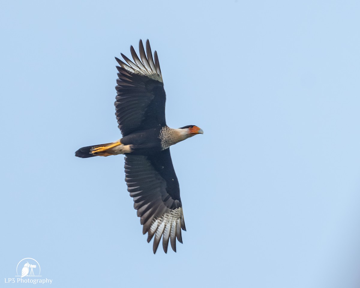 Crested Caracara - ML646077587