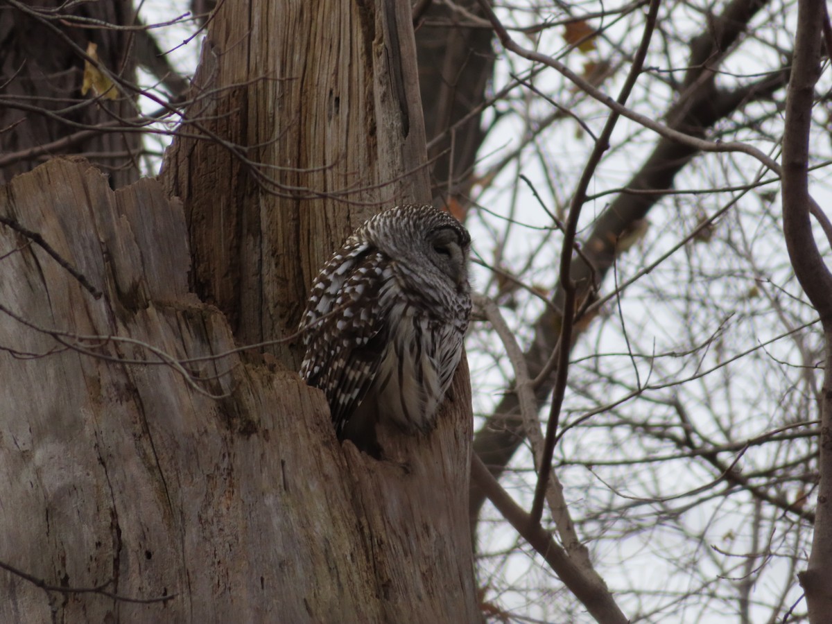 Barred Owl - ML646077588