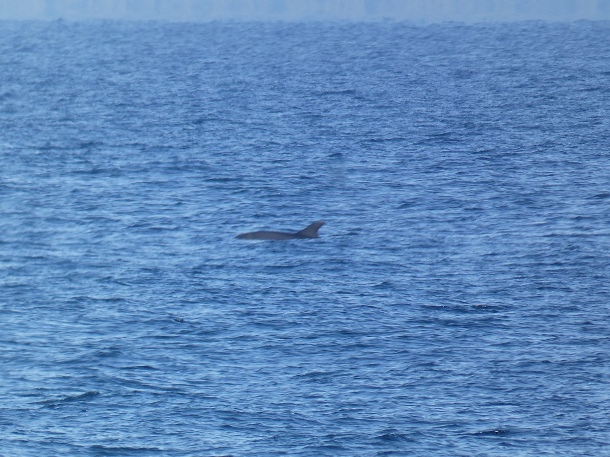 Animals - ML646077589