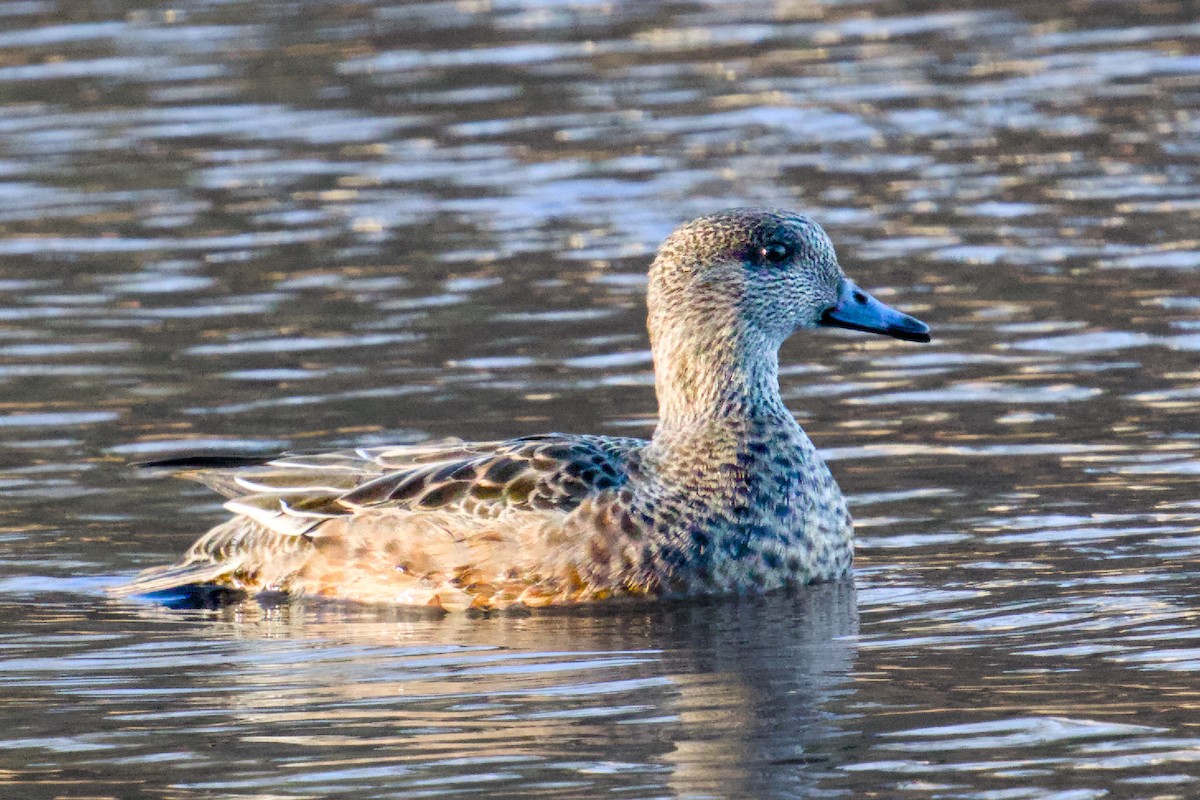American Wigeon - ML646077596