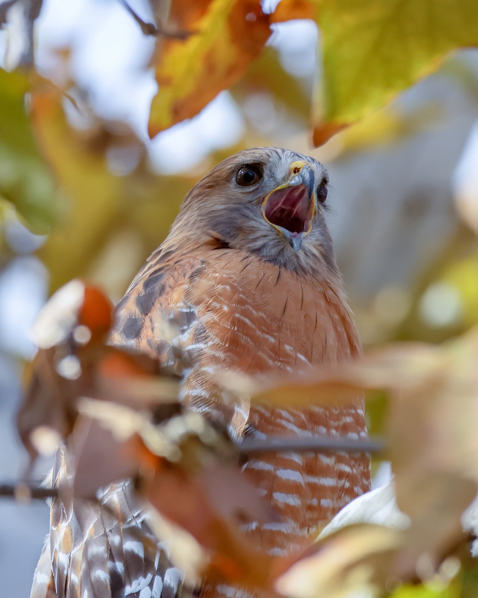 Red-shouldered Hawk - ML646077597