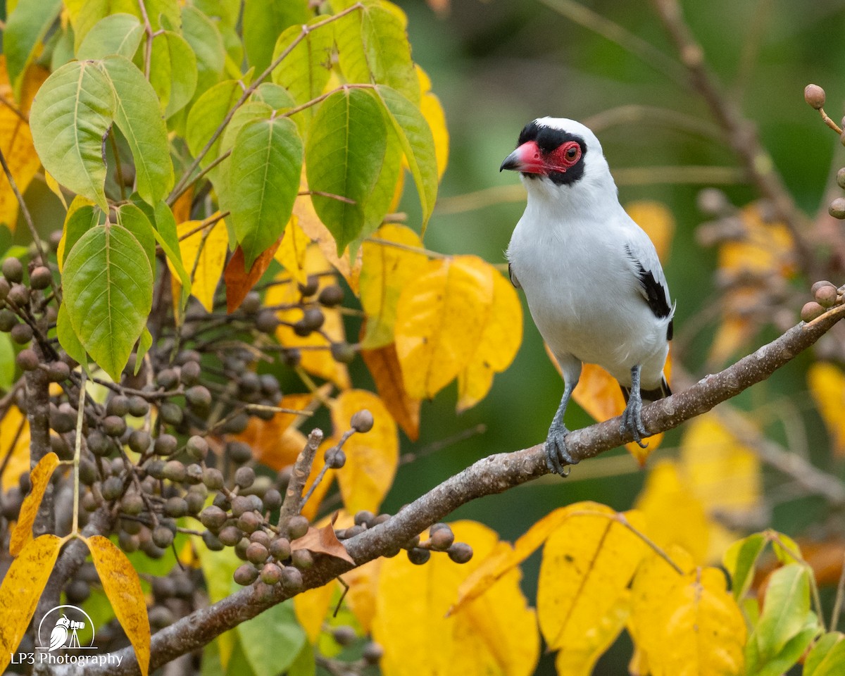 Masked Tityra - ML646077600