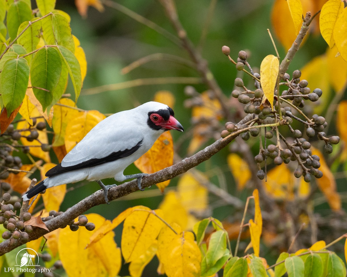 Masked Tityra - ML646077601