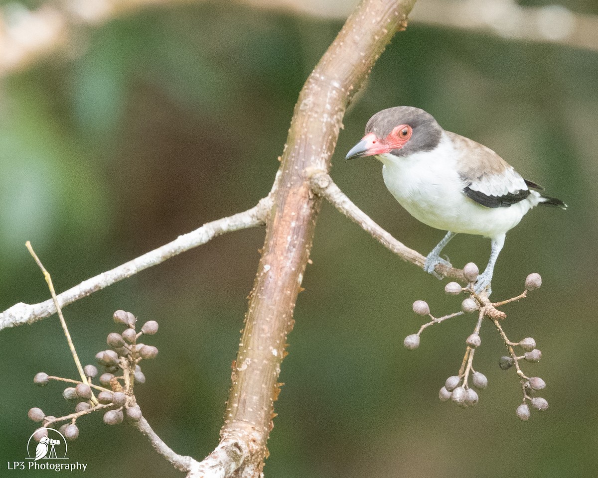 Masked Tityra - ML646077602