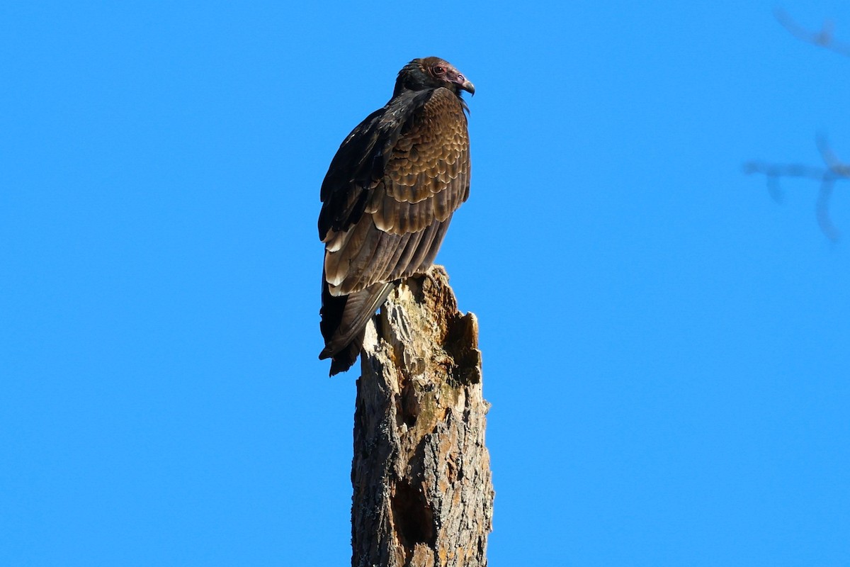 Turkey Vulture - ML646077603