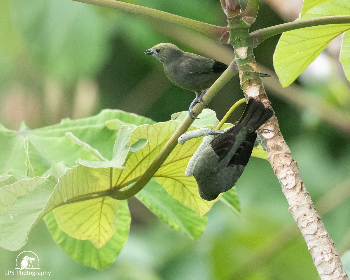 Palm Tanager - ML646077606