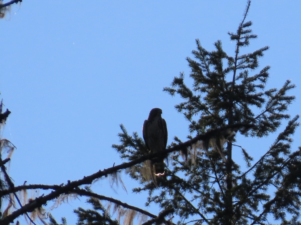 Broad-winged Hawk - ML646077617