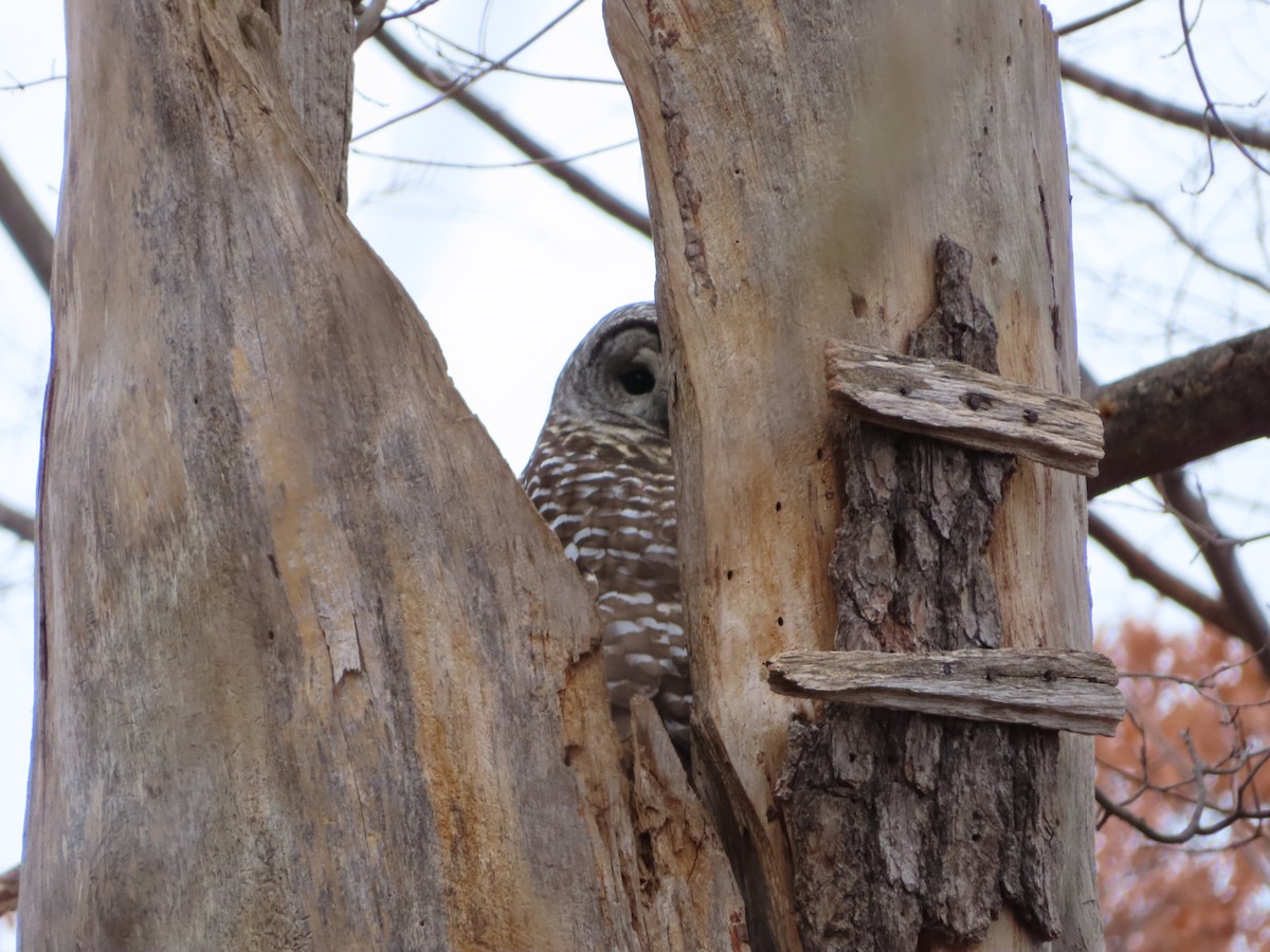 Barred Owl - ML646077618