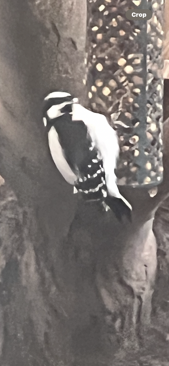 Downy Woodpecker - ML646077627