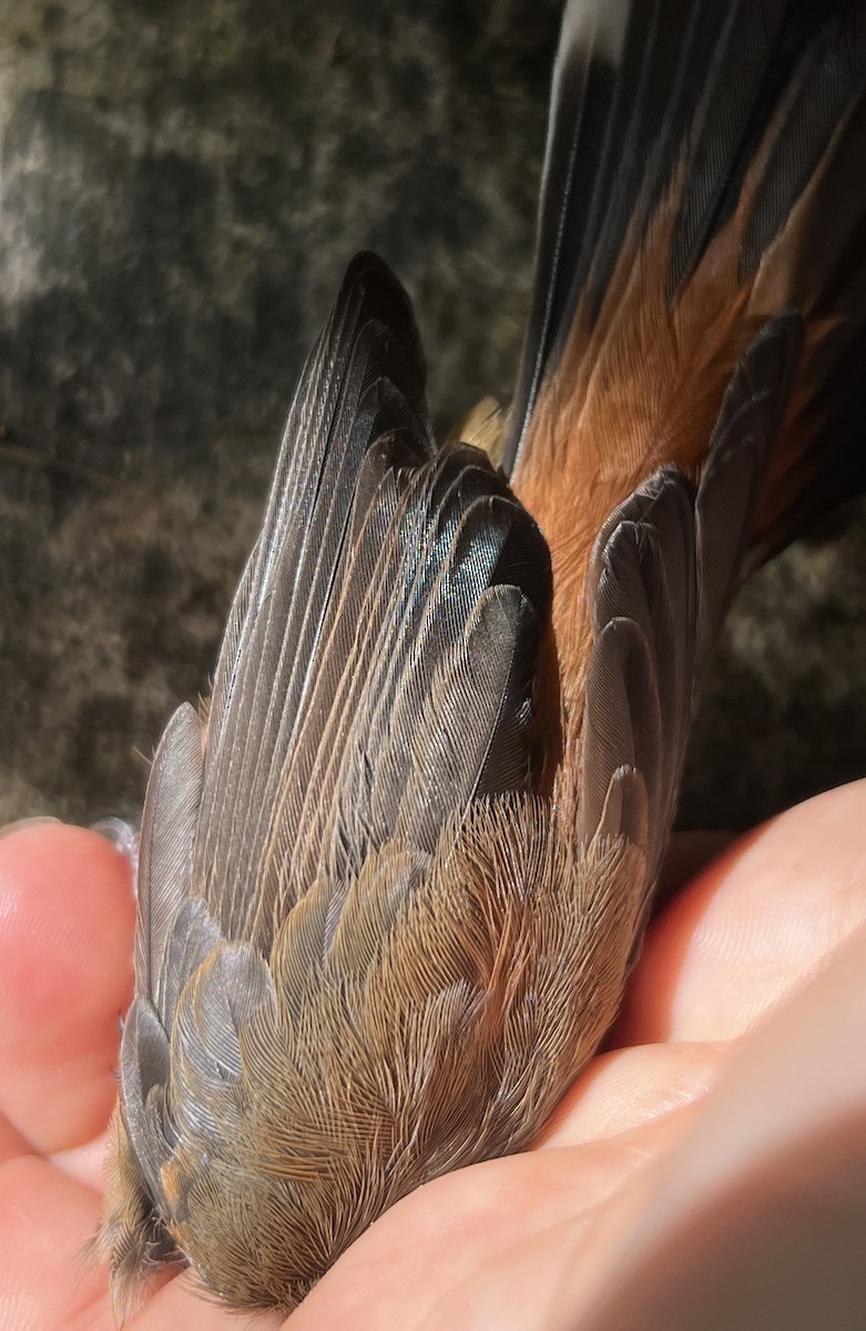 Micronesian Rufous Fantail (Marianas) - ML646077632