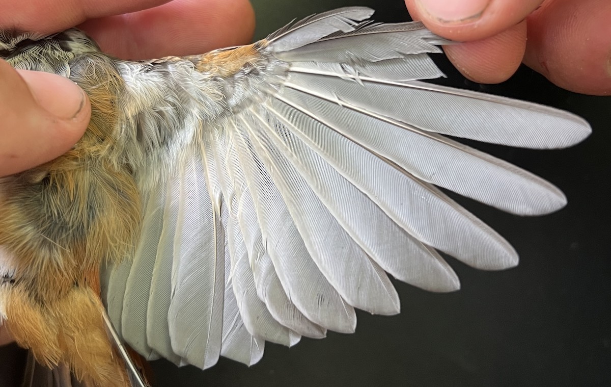 Micronesian Rufous Fantail (Marianas) - ML646077633
