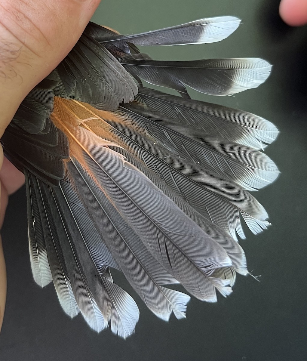 Micronesian Rufous Fantail (Marianas) - ML646077634