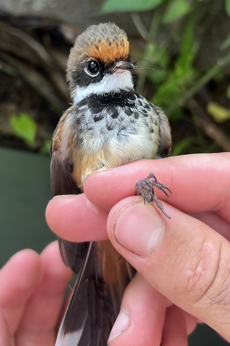Micronesian Rufous Fantail (Marianas) - ML646077635