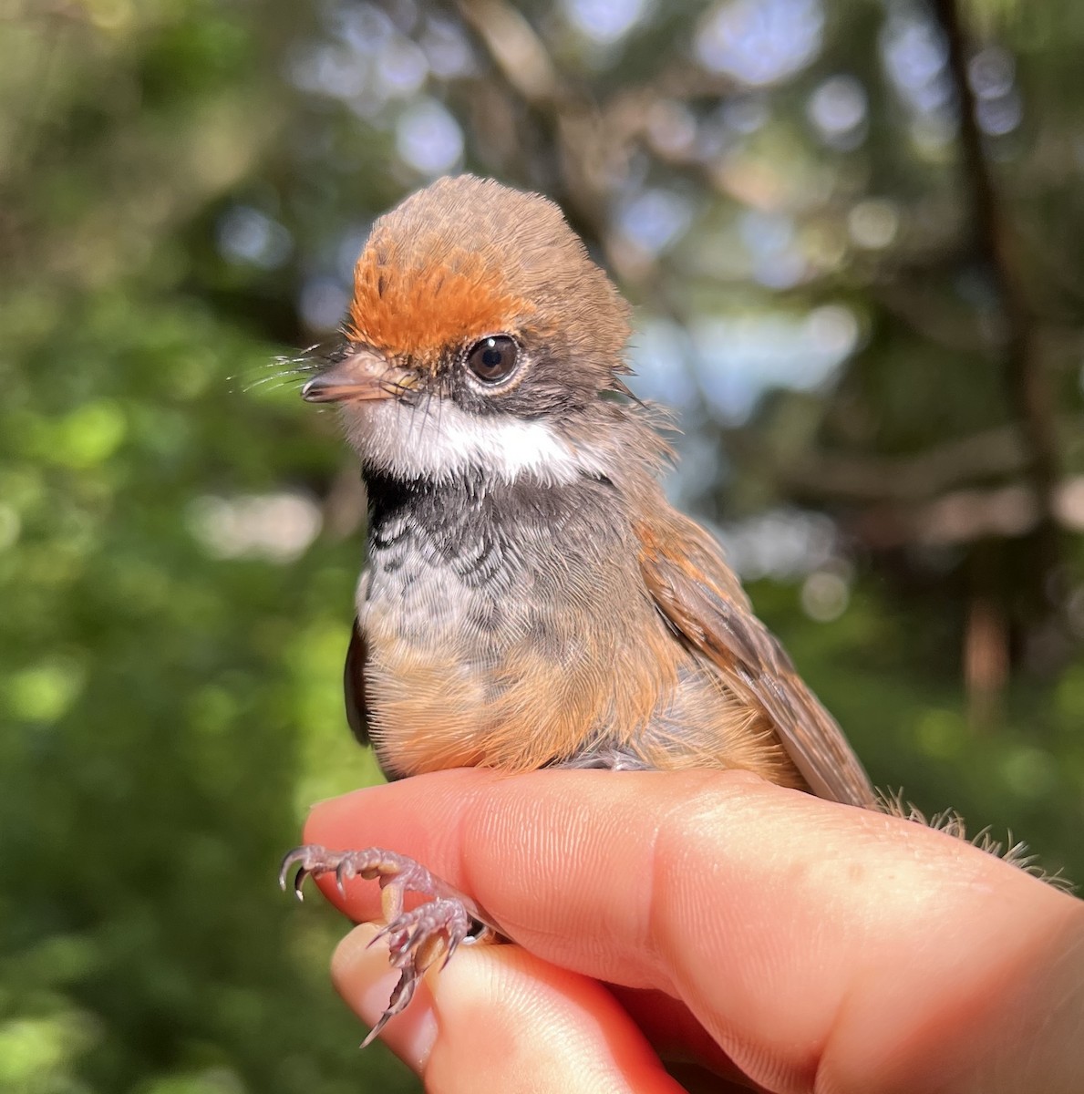 Micronesian Rufous Fantail (Marianas) - ML646077636