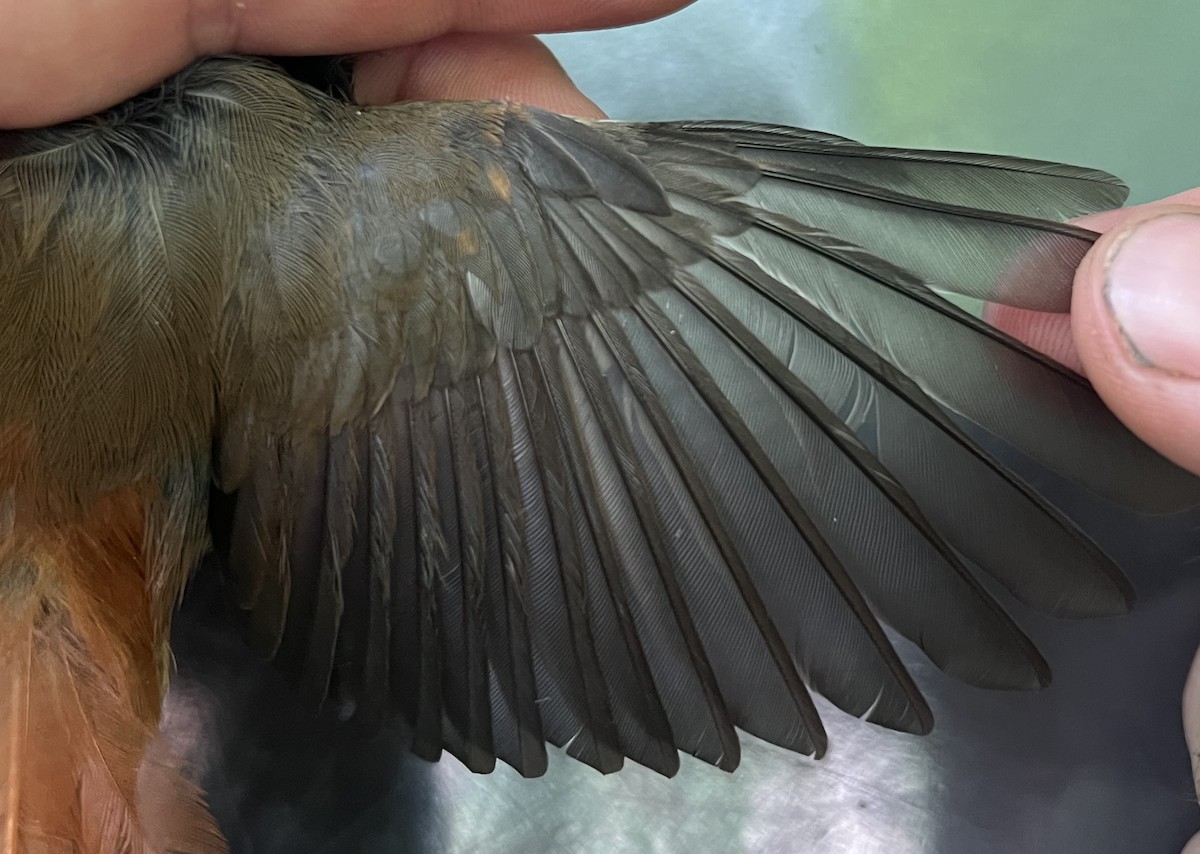 Micronesian Rufous Fantail (Marianas) - ML646077637