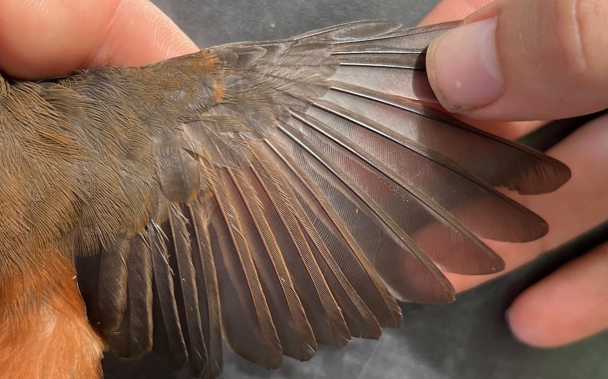 Micronesian Rufous Fantail (Marianas) - ML646077638