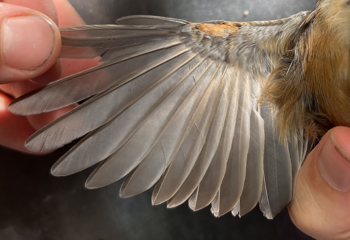 Micronesian Rufous Fantail (Marianas) - ML646077640