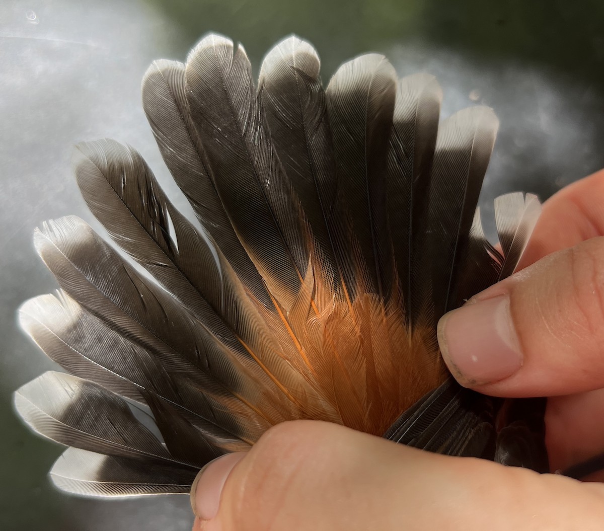 Micronesian Rufous Fantail (Marianas) - ML646077643