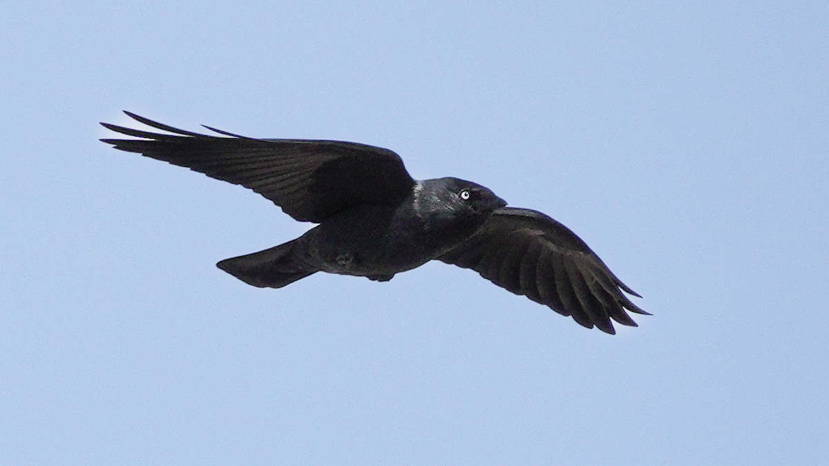 Eurasian Jackdaw - ML646077663