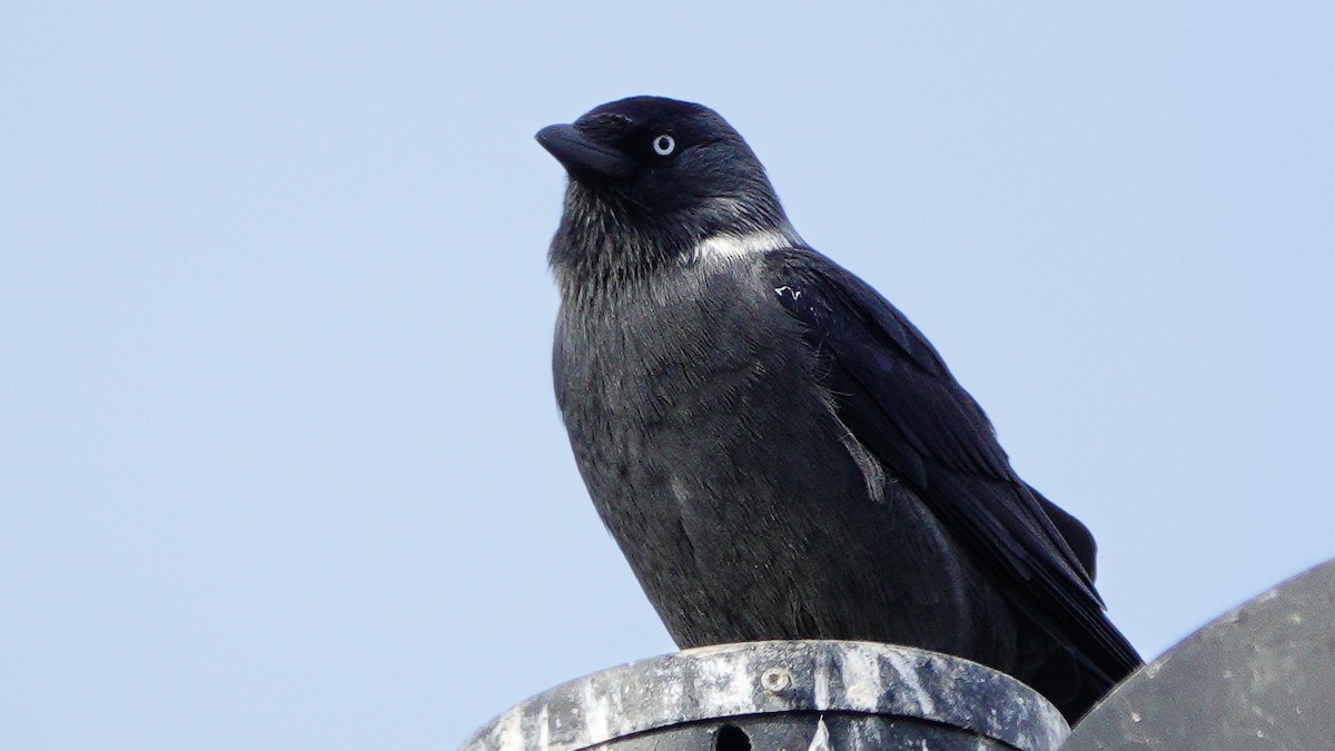 Eurasian Jackdaw - ML646077664
